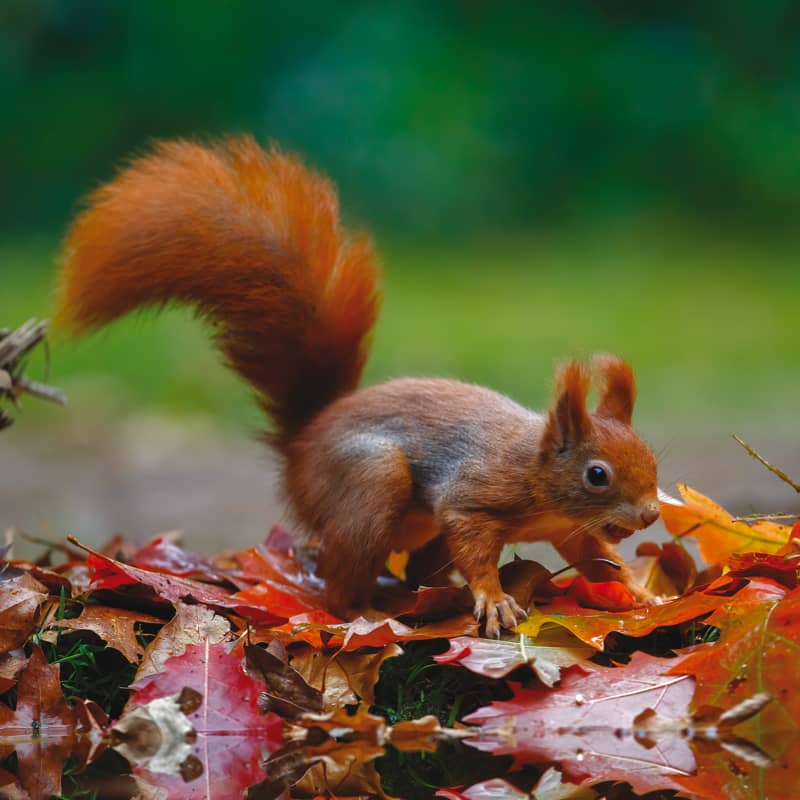 LA NATURECOMME VOISINE